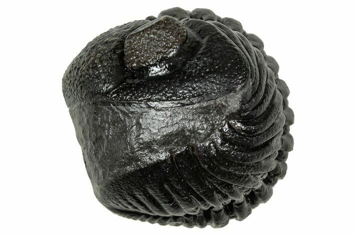 Wide, Enrolled Pedinopariops Trilobite - Excellent Eyes #347746